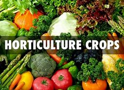 horticulture crops