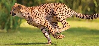 Image result for efficient cheetah