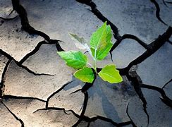 Image result for i grow through resilience